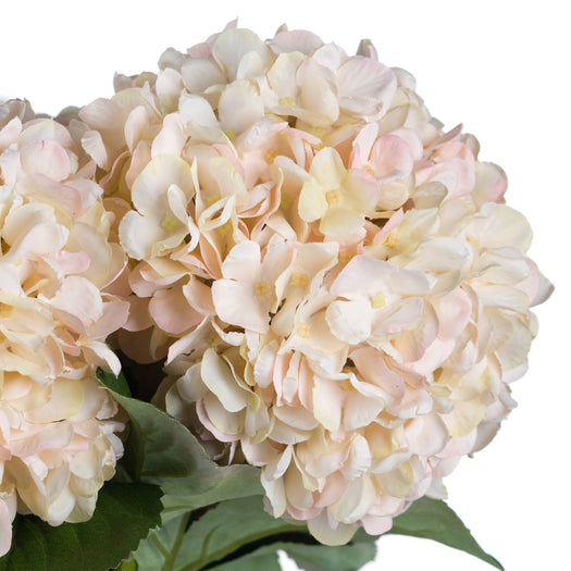 Autumn White Hydrangea - hus & co.