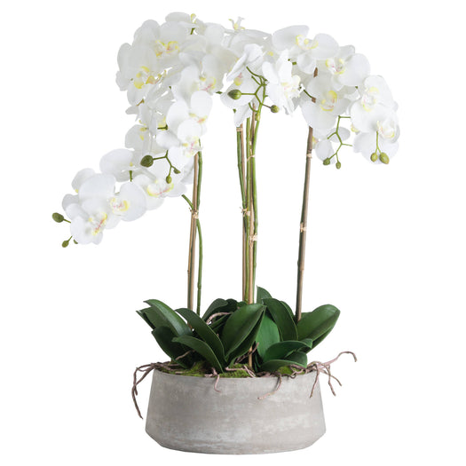 Large White Orchid In Stone Pot - hus & co.