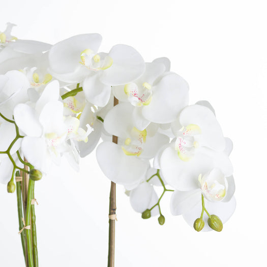 Large White Orchid In Stone Pot - hus & co.