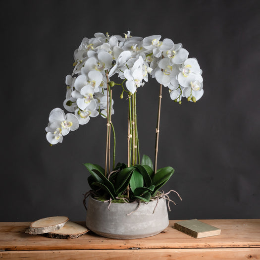 Large White Orchid In Stone Pot - hus & co.