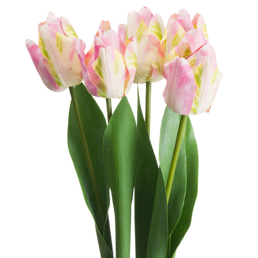 Pink & Green Tulip - hus & co.