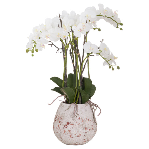 Large Stone Potted Orchid With Roots - hus & co.