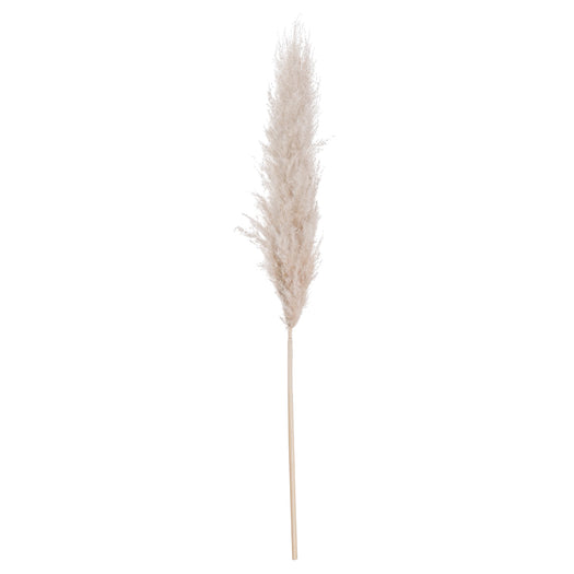 Cream Pampas grass - hus & co.