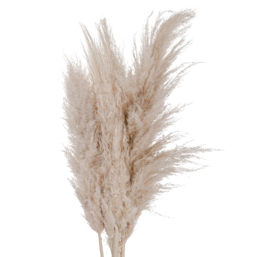 Cream Pampas grass - hus & co.