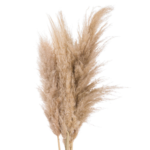 Butter Pampas Grass - hus & co.