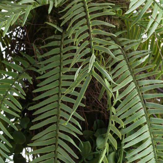 Fern Hanging Basket Arrangement - hus & co.