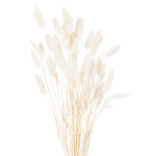 Dried White Bunny Tail Bunch Of 60 - hus & co.