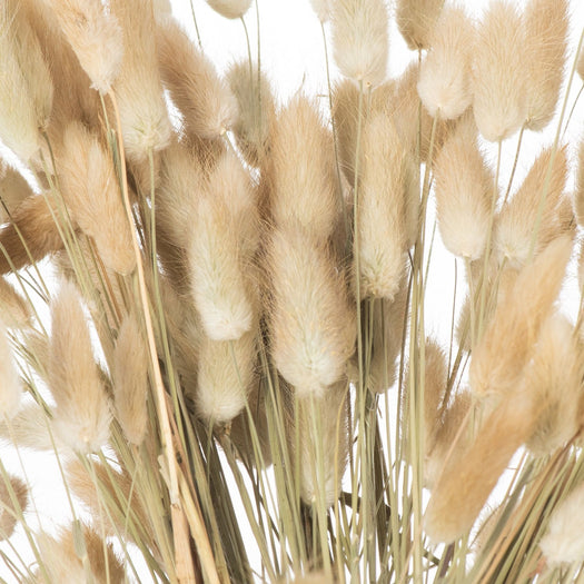 Dried Natural Bunny Tail Bunch Of 40 - hus & co.