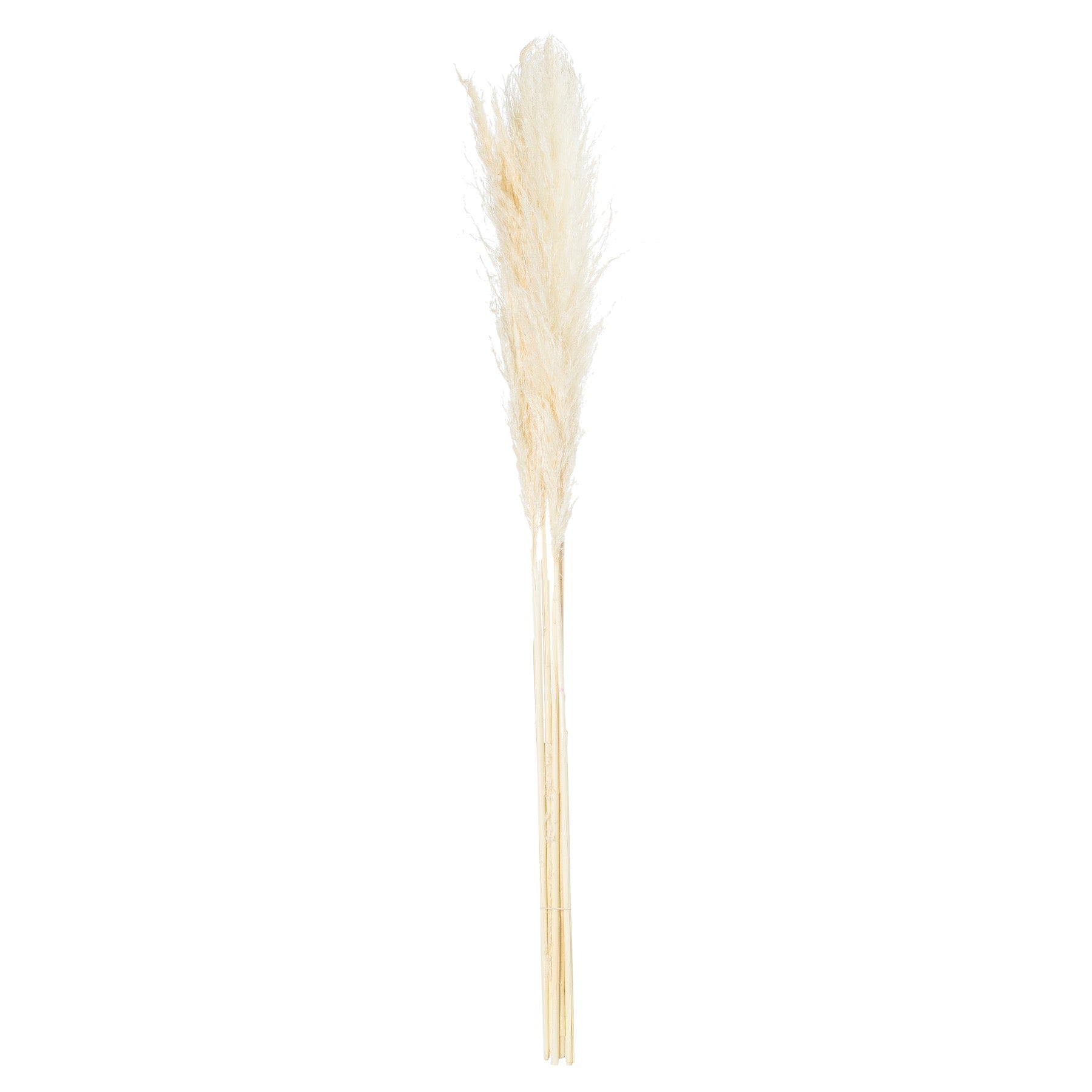 Cream Pampas Grass Stem - hus & co.