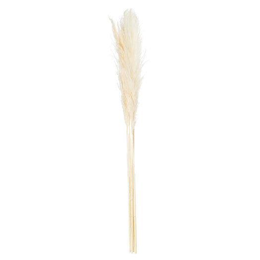 Cream Pampas Grass Stem - hus & co.