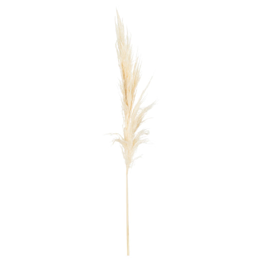 Cream Pampas Grass Stem - hus & co.