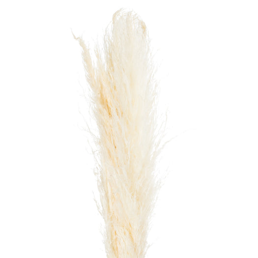 Cream Pampas Grass Stem - hus & co.