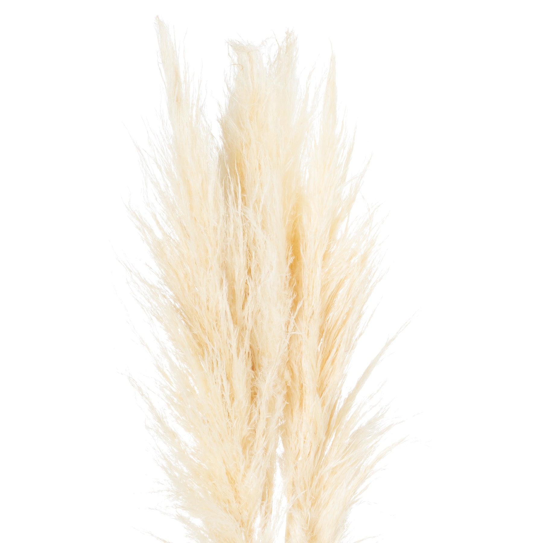 Cream Pampas Grass Stem - hus & co.