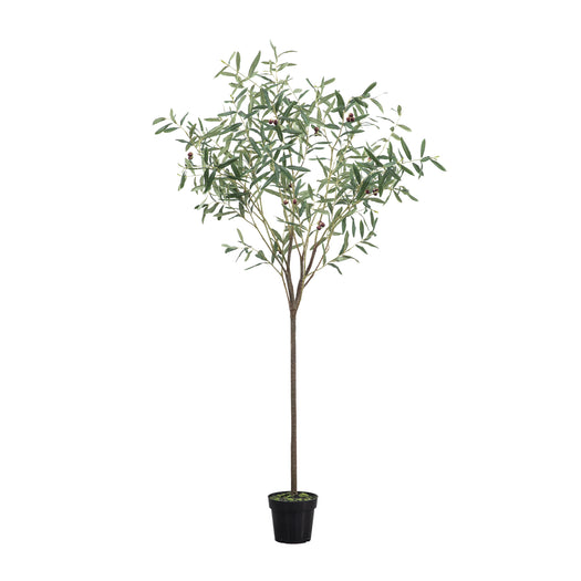 Small Olive Tree - hus & co.