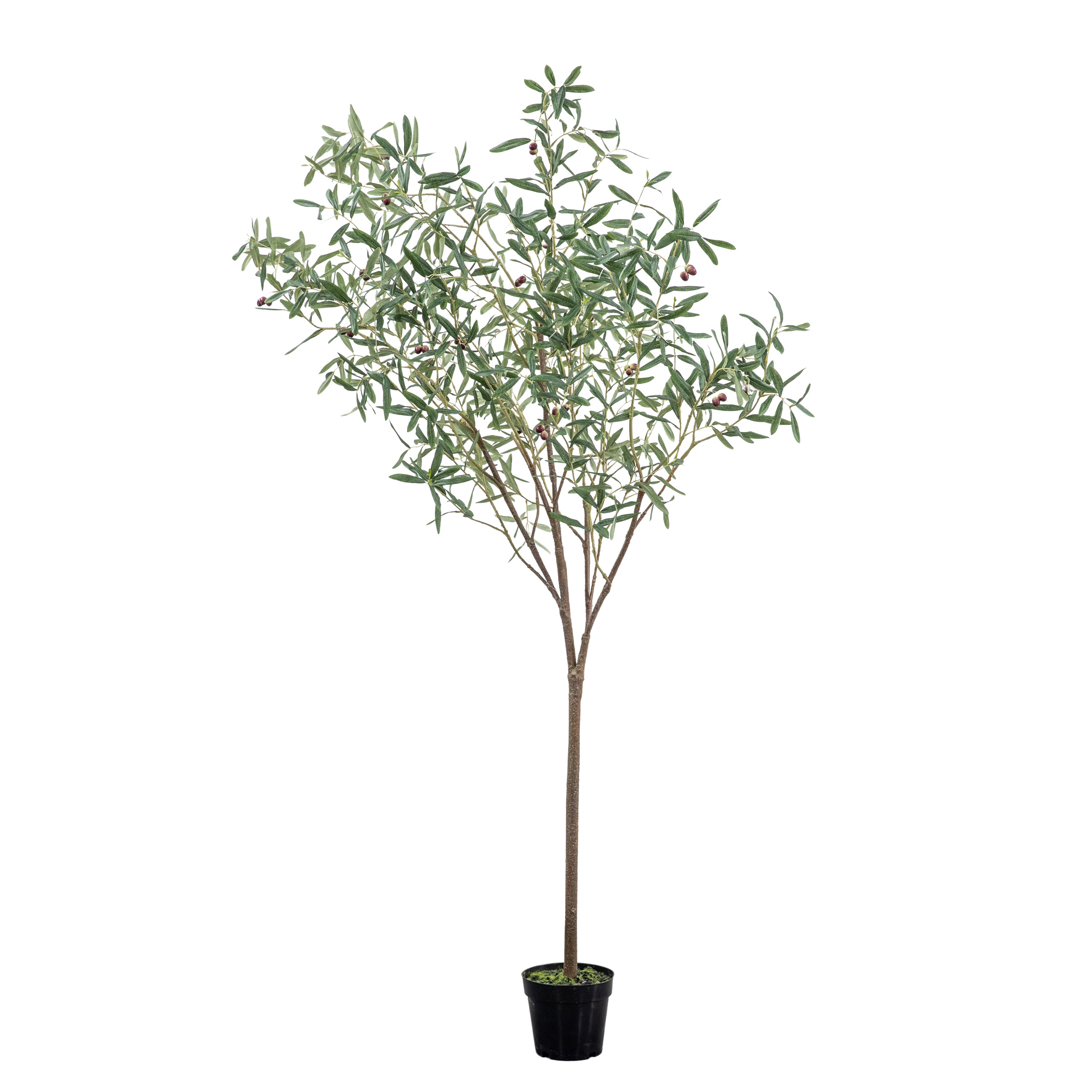 Large Olive Tree - hus & co.